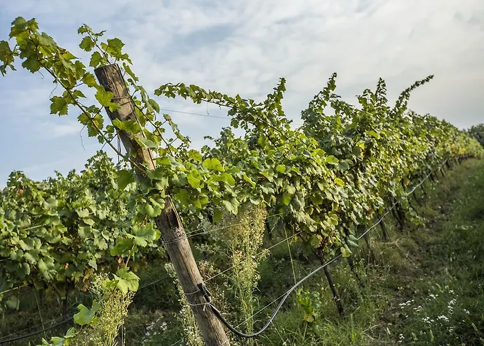 Il Pianetto Vakantieboerderij *